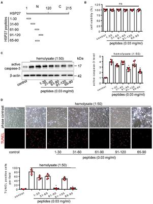 Corrigendum: TAT-HSP27 peptide improves neurologic deficits via reducing apoptosis after experimental subarachnoid hemorrhage